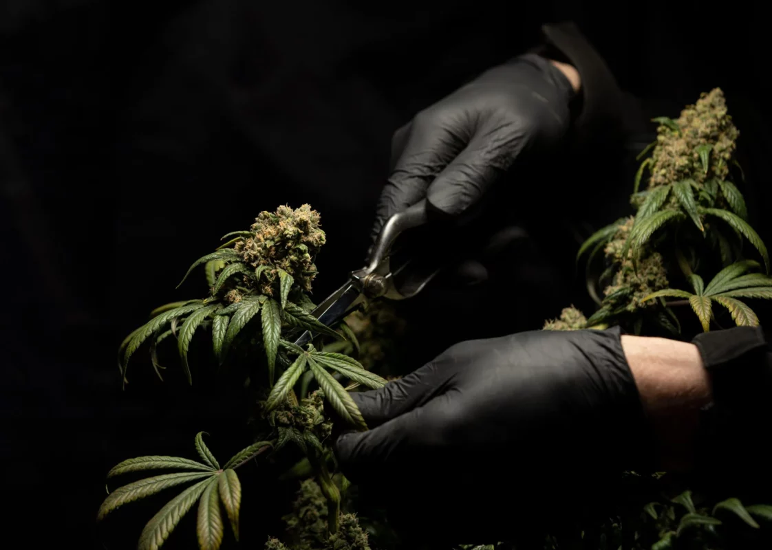 crystalweed cannabis aVkNlqThN60 unsplash 1 scaled 1
