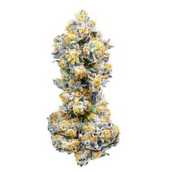 Baklava - Indoor