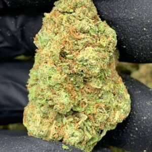 Candy Cane Strain
