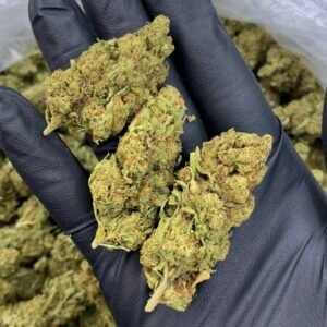 Jungle Cake Strain