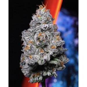 Kryptochronic - Indoor