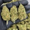 Mango Kush STRAIN