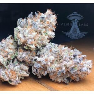 Planet Dosi - Indoor