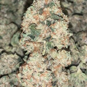 Real Marathon OG Strain